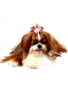 Elástico Para Pets Rosa Com Bolinhas